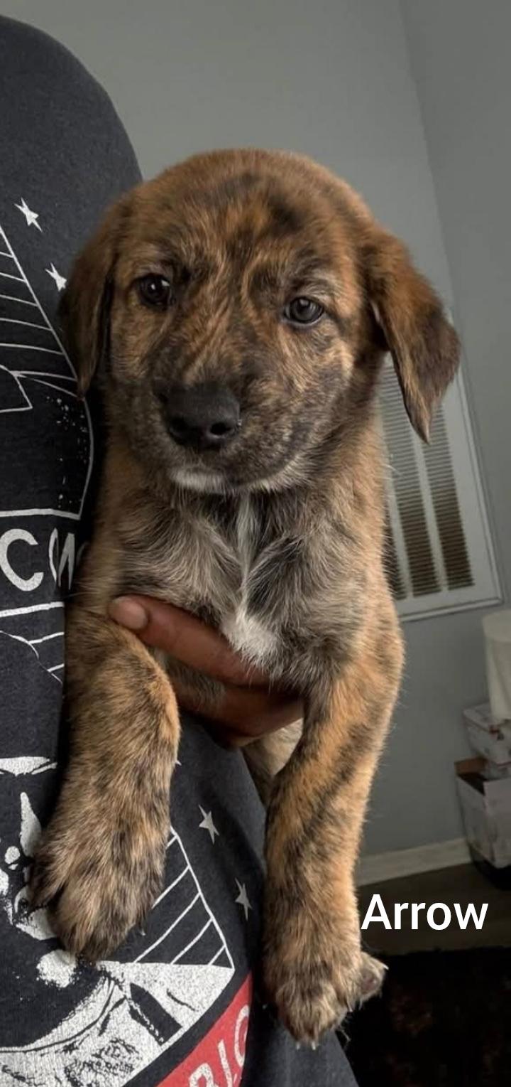 Enlarge Arrow ( Orlando Fl) valentines litter , a Adoptable mixed breed in Orlando, FL image 3/5