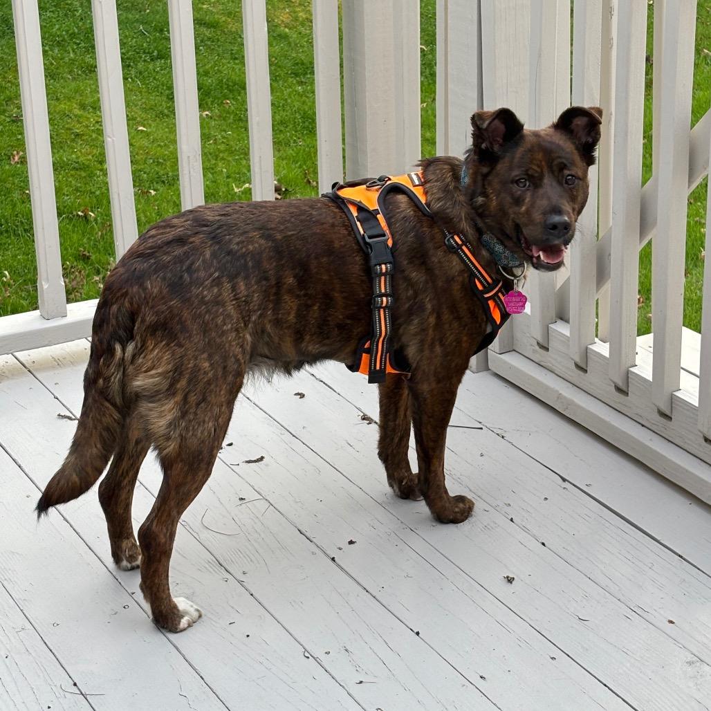 Ruby, a Adoptable mixed breed in Tunkhannock, PA image 1/4