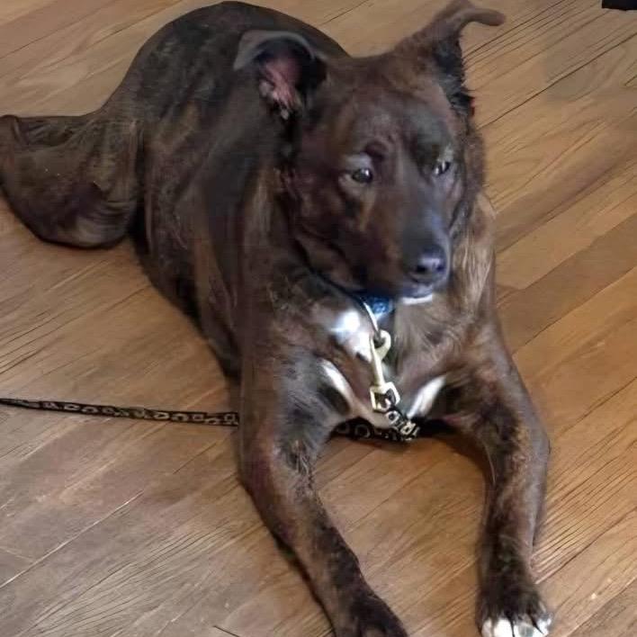Ruby, a Adoptable mixed breed in Tunkhannock, PA image 3/4