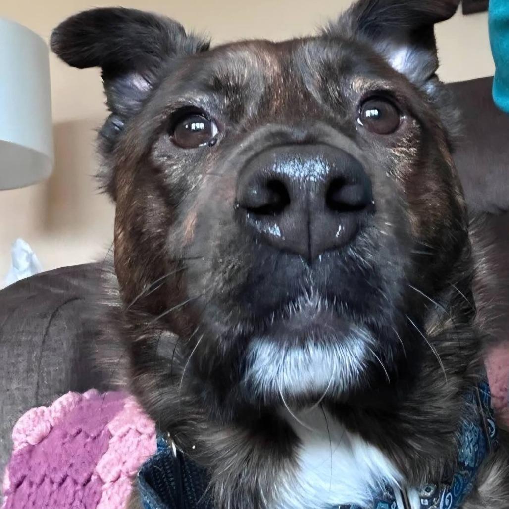 Ruby, a Adoptable mixed breed in Tunkhannock, PA image 4/4