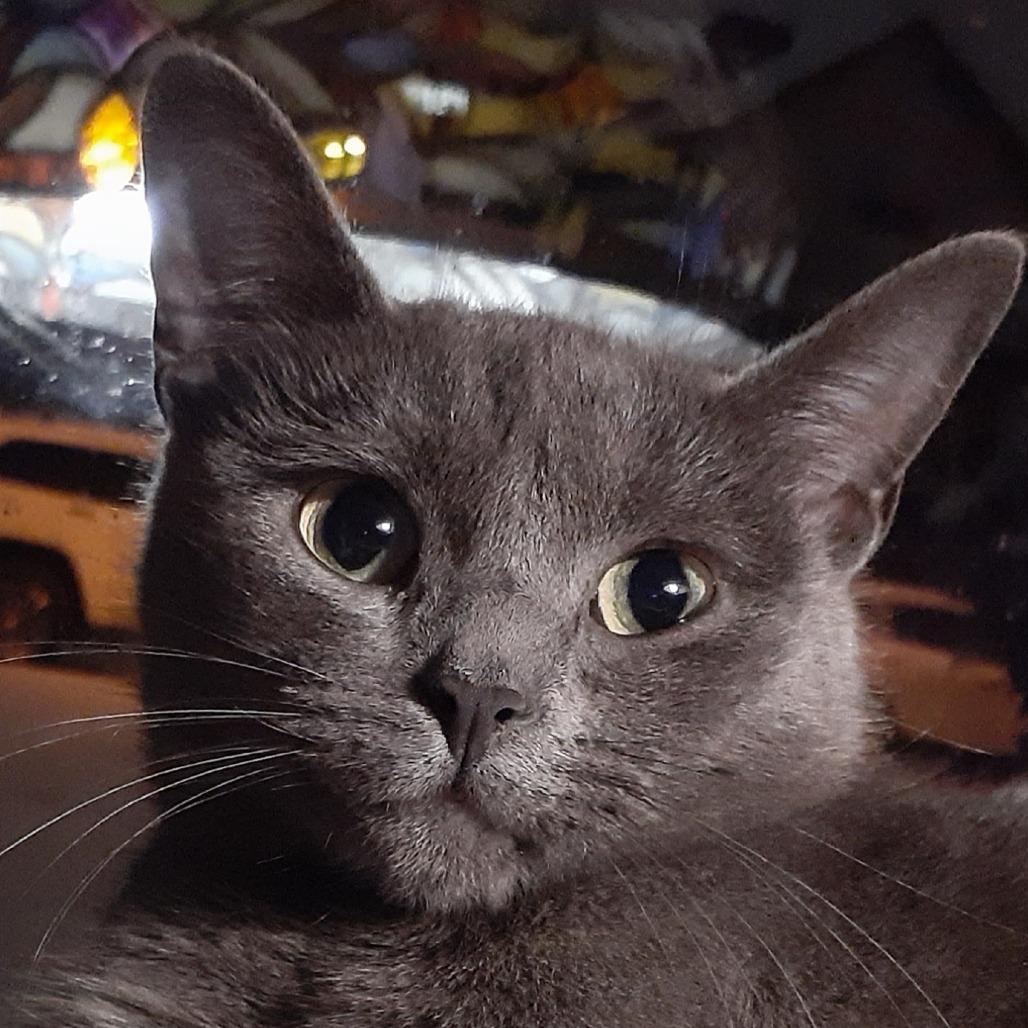 Becky, Adoptable, Young Female Domestic Short Hair.