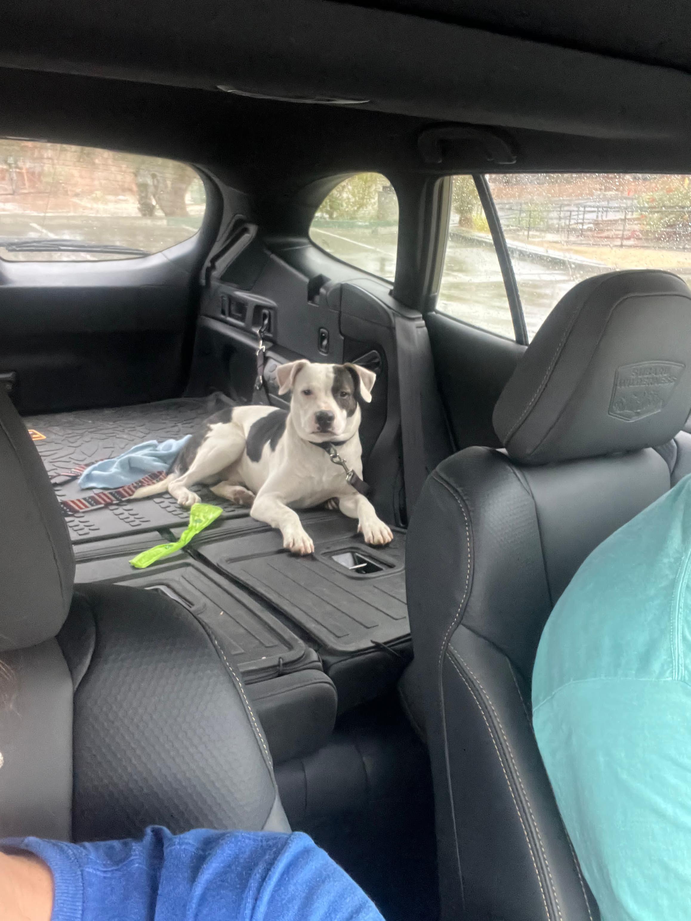 Enlarge Chino, an adopted Pit Bull Terrier in San Diego, CA image 3/5