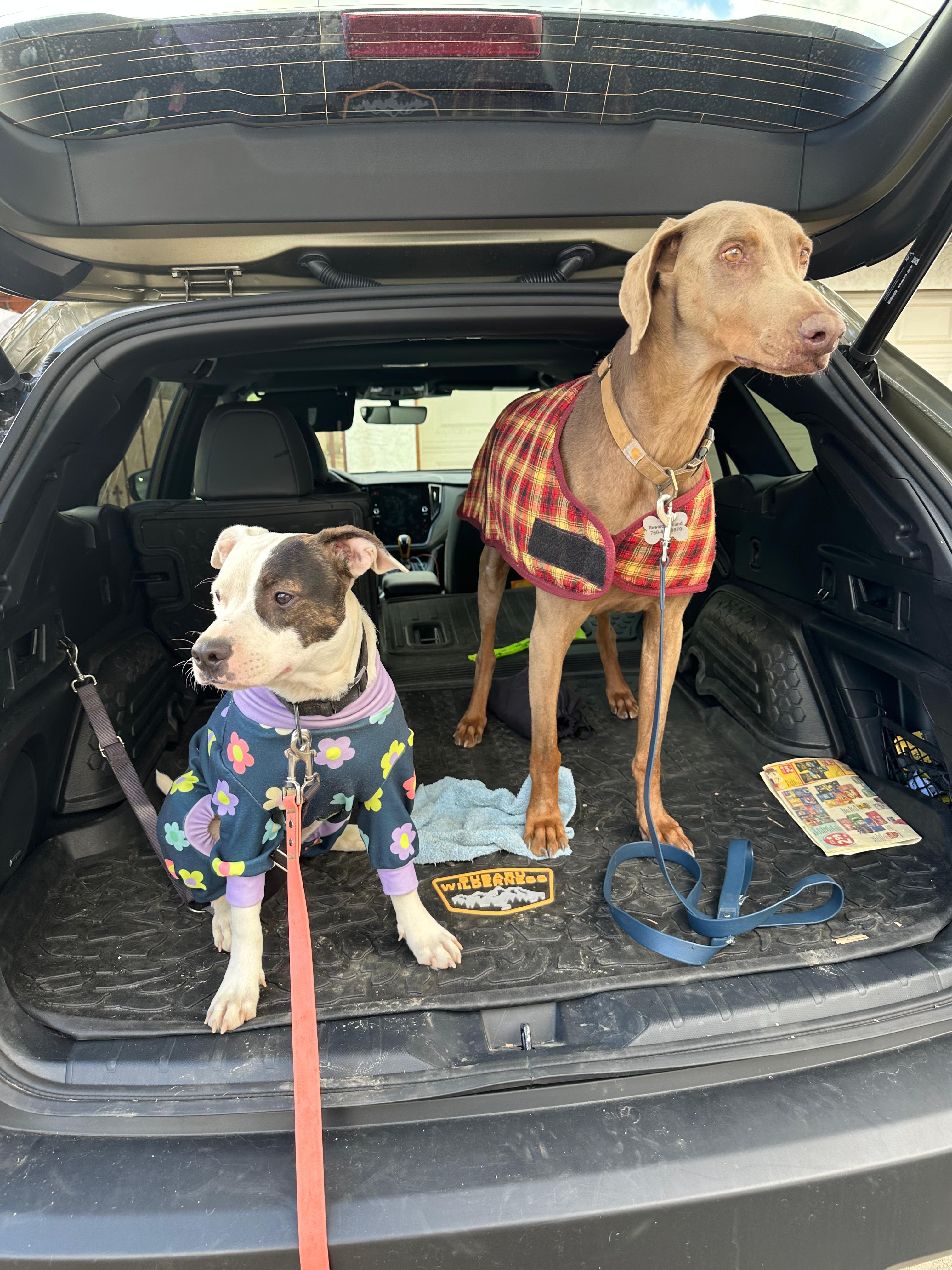 Enlarge Chino, an adopted Pit Bull Terrier in San Diego, CA image 5/5