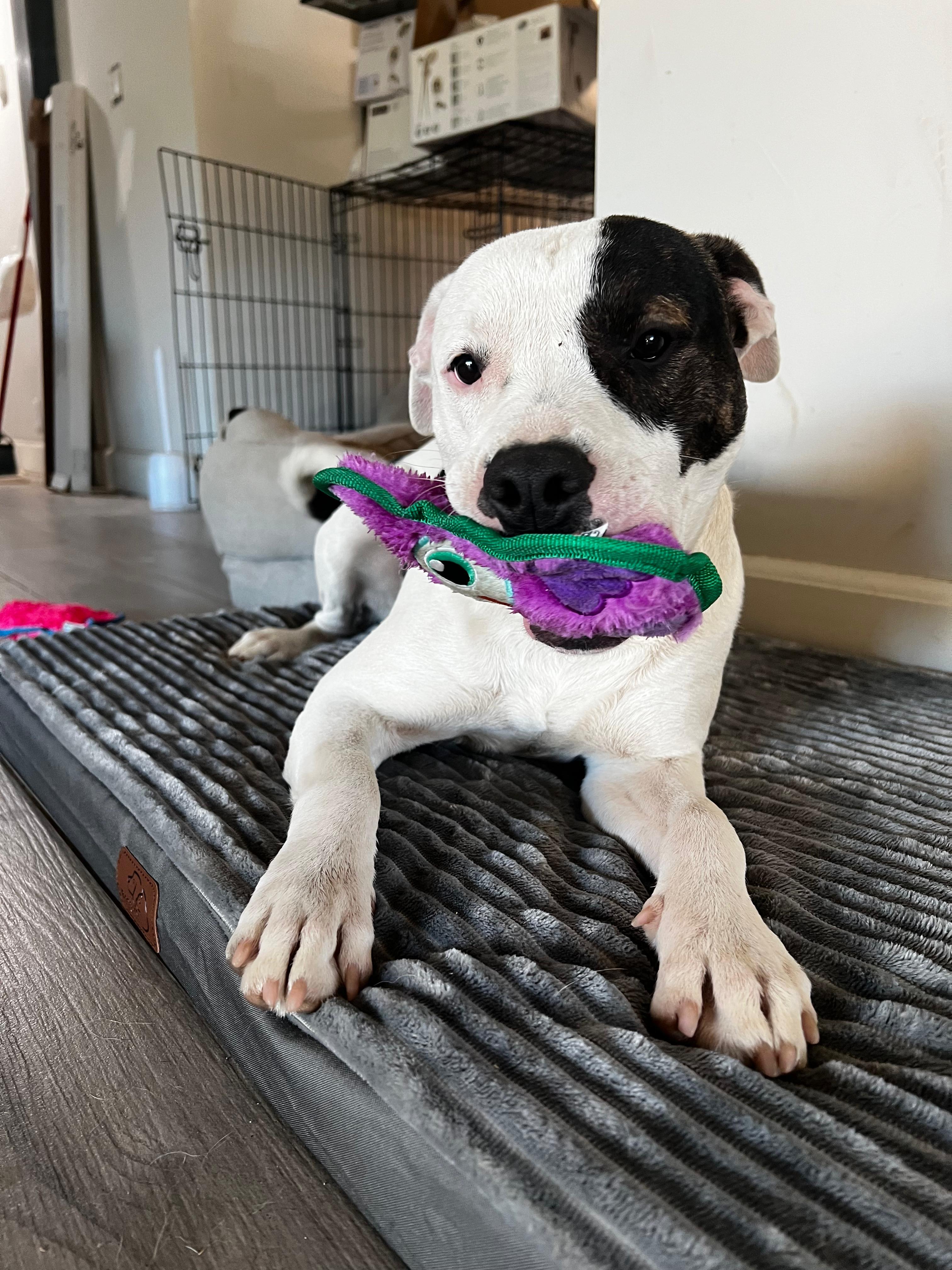 Enlarge Chino, an adopted Pit Bull Terrier in San Diego, CA image 4/5