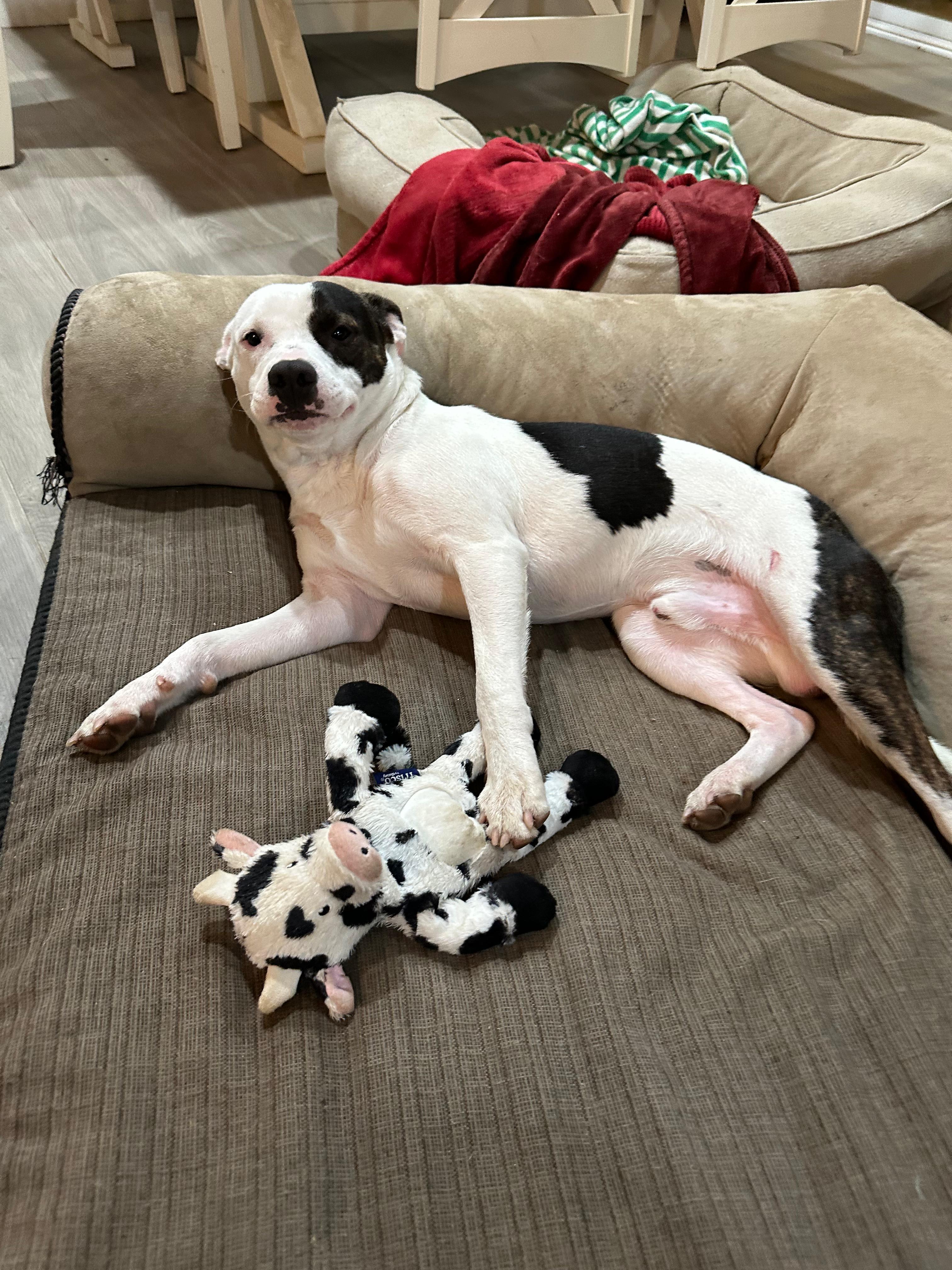 Enlarge Chino, an adopted Pit Bull Terrier in San Diego, CA image 2/5