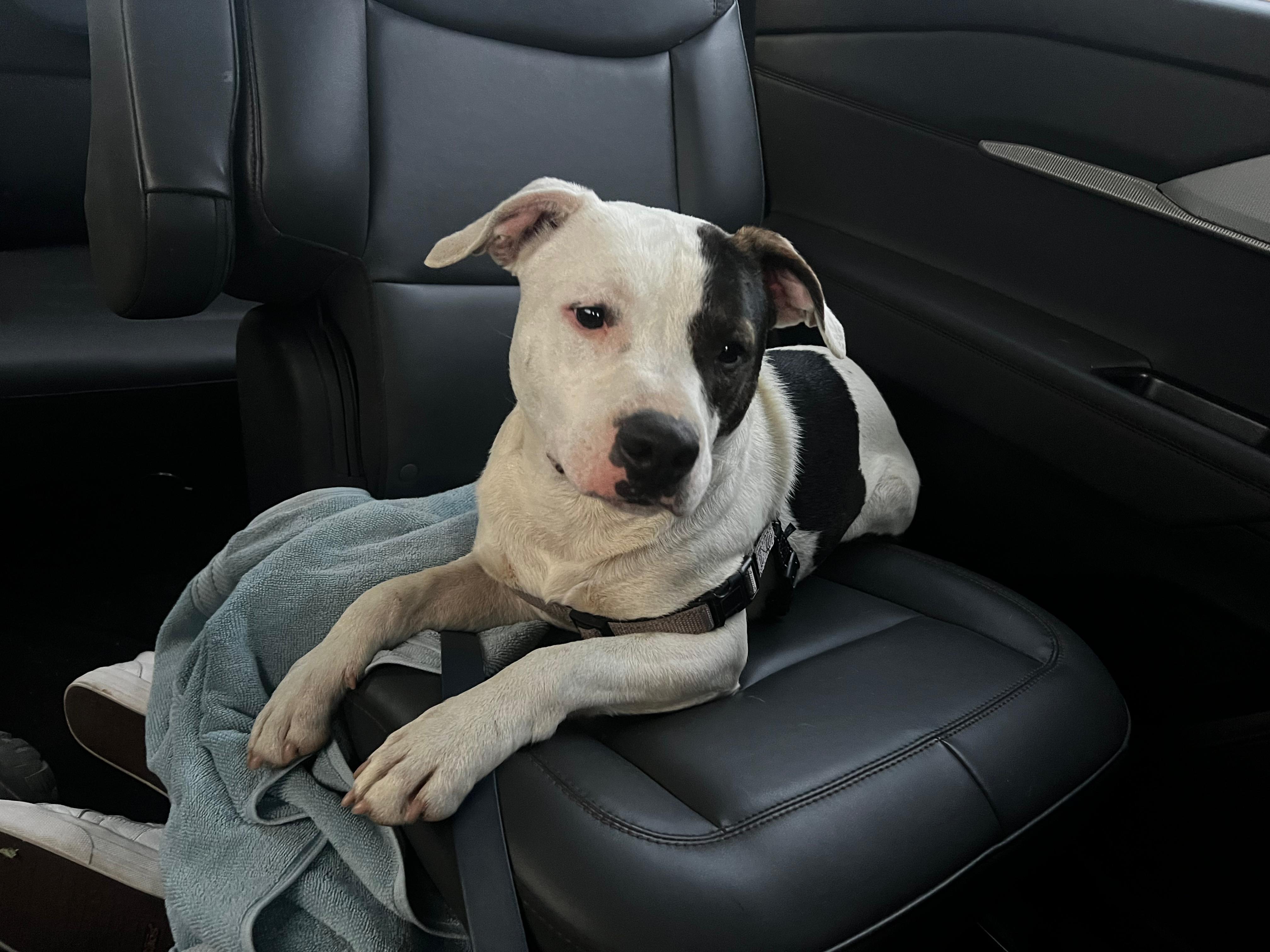 Enlarge Chino, an adopted Pit Bull Terrier in San Diego, CA image 1/5
