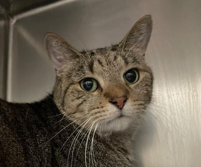 Horatio, a Adoptable Domestic Short Hair in Powell, OH image 1/3