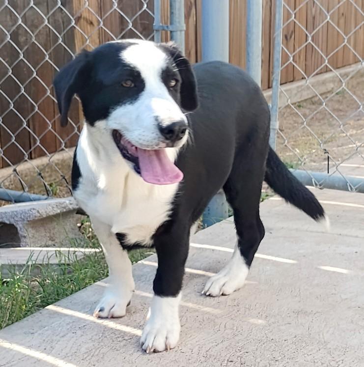 Bella, a ADOPTABLE mixed breed in Southport, CT image 2/5
