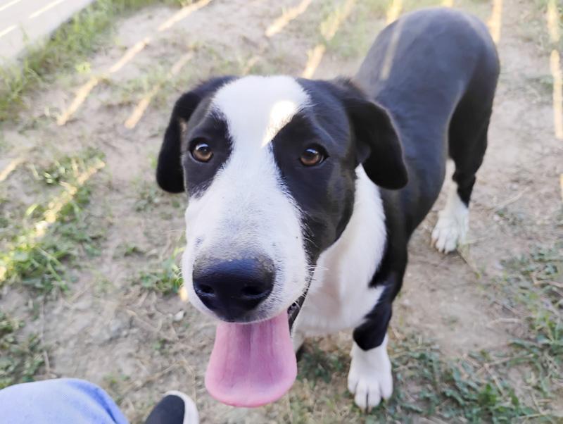 Bella, a ADOPTABLE mixed breed in Southport, CT image 3/5