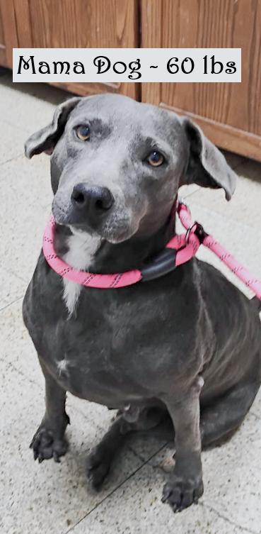 Bella, a ADOPTABLE mixed breed in Southport, CT image 5/5