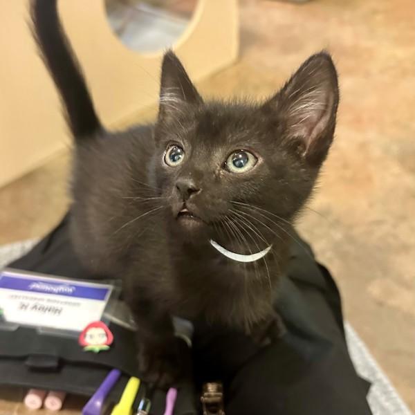Reiju, Adoptable, Kitten Male Domestic Short Hair.
