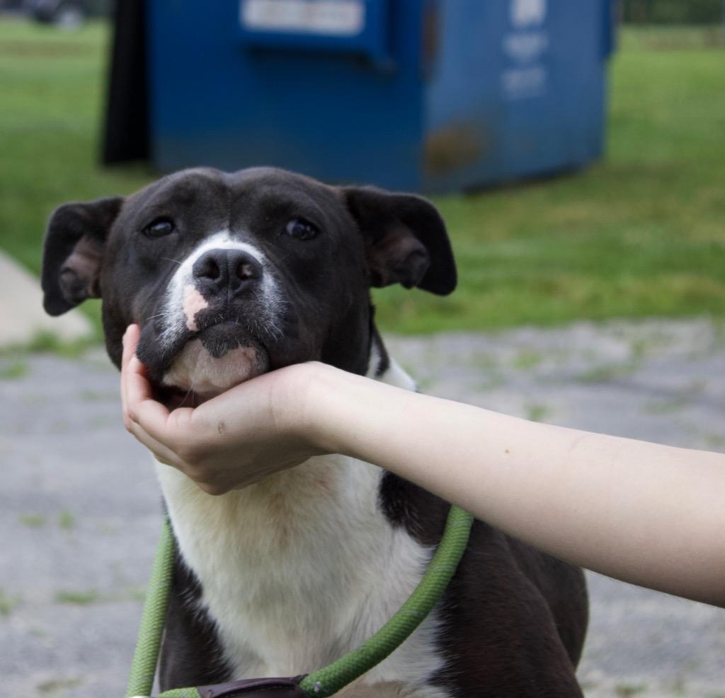 Sissy, Adoptable, Young Female Boxer & Mixed Breed.