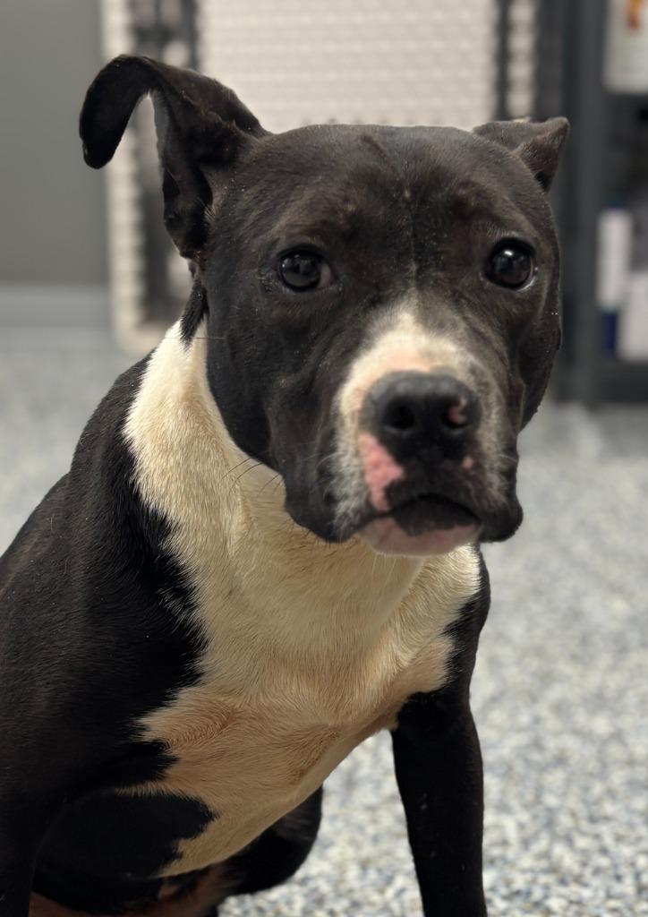 Sissy, a Adoptable mixed breed in Carthage, MO image 2/3