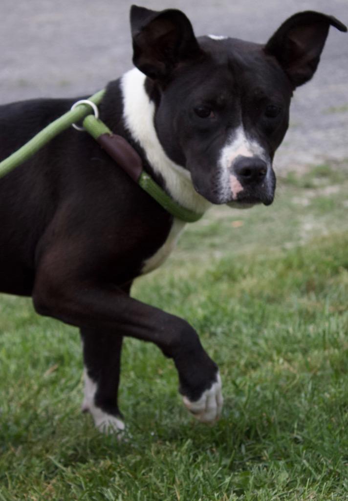 Enlarge Sissy, a Adoptable mixed breed in Carthage, MO image 2/3