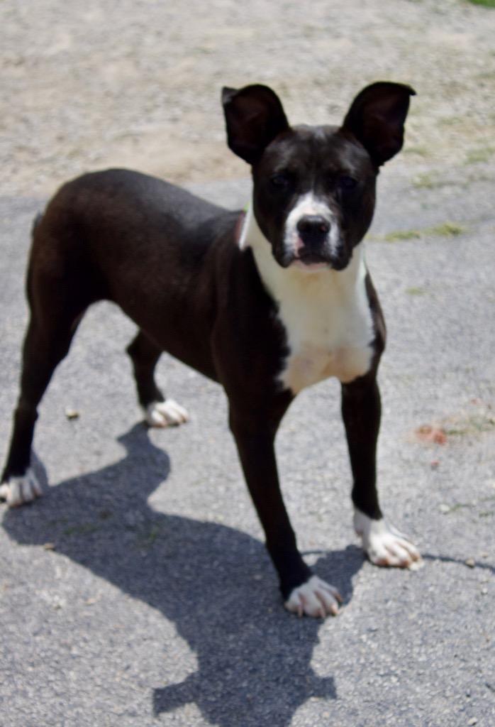 Sissy, a Adoptable mixed breed in Carthage, MO image 3/3