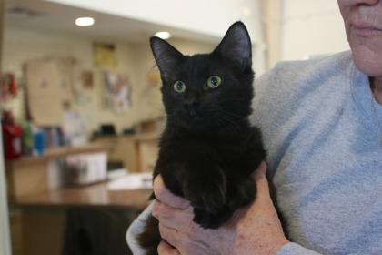 Lou, Adoptable, Kitten Male Domestic Medium Hair & Domestic Short Hair.