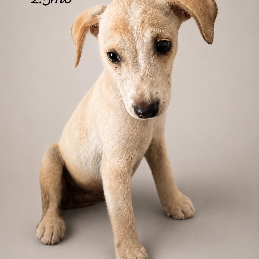 Enlarge CELESTE PAWTATO (out of town), an adopted mixed breed in New York, NY image 2/2