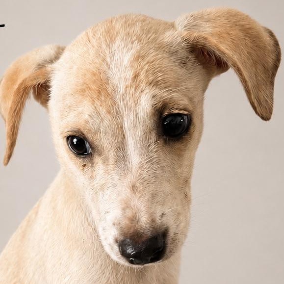 Enlarge CELESTE PAWTATO (out of town), an adopted mixed breed in New York, NY image 1/2