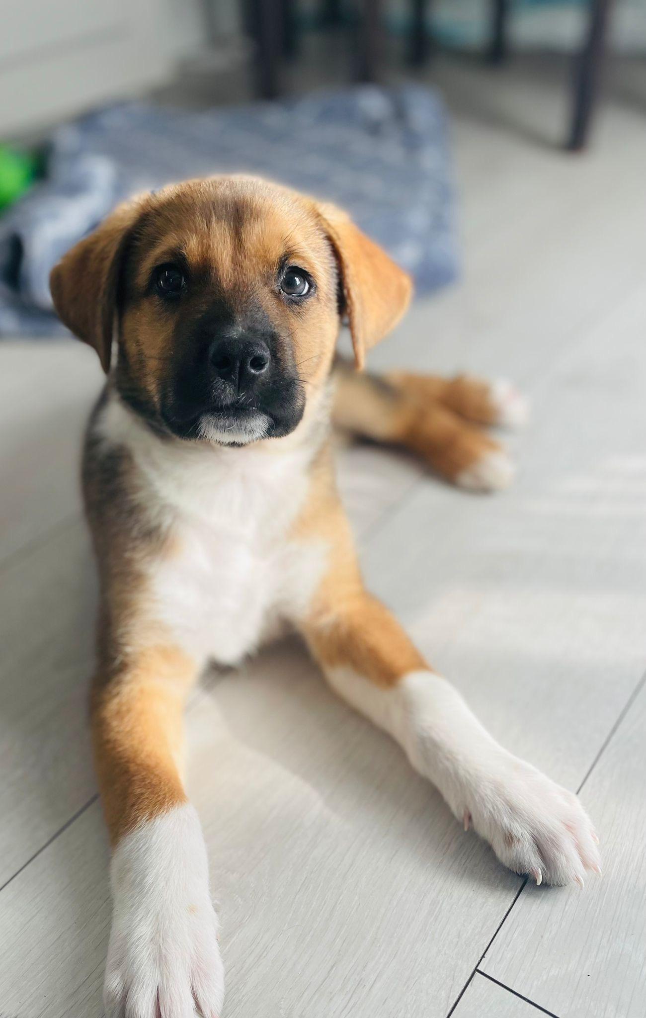 Enlarge Asiago, a Adoptable mixed breed in Brantford, ON image 3/5