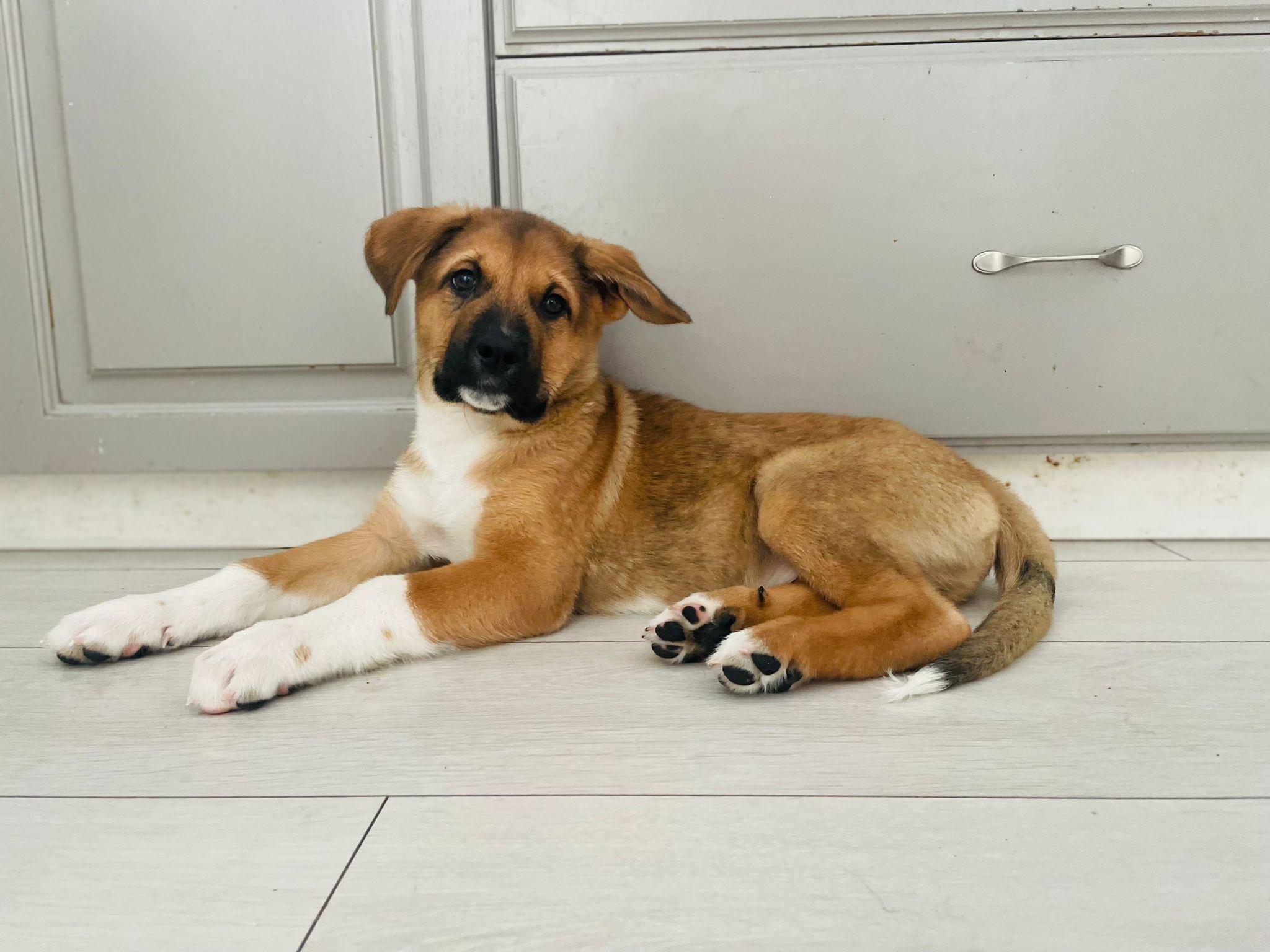 Enlarge Asiago, a Adoptable mixed breed in Brantford, ON image 2/5