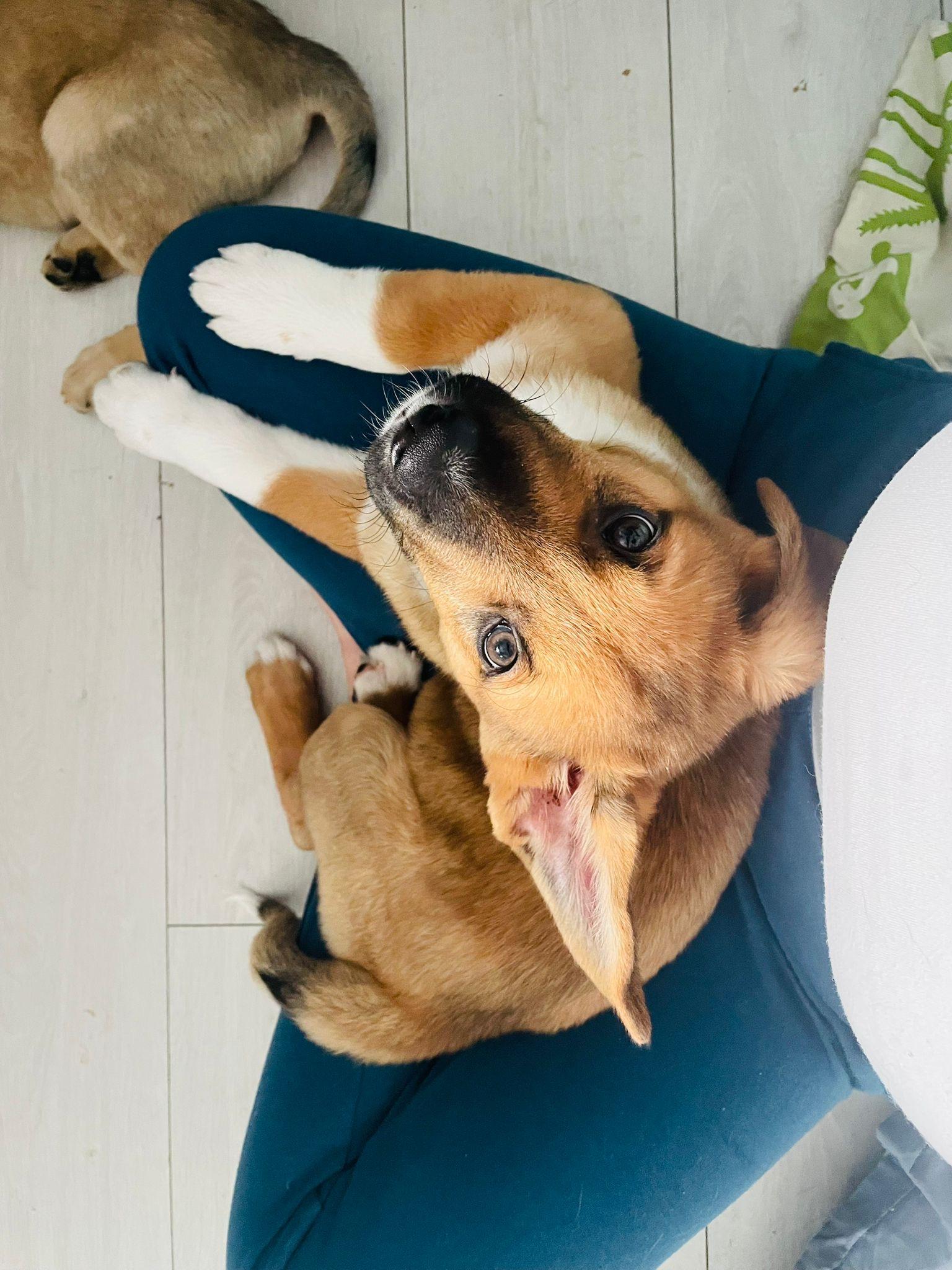 Enlarge Asiago, a Adoptable mixed breed in Brantford, ON image 1/5