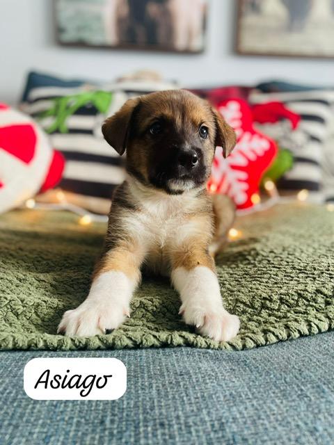 Asiago, a Adoptable mixed breed in Brantford, ON image 1/2