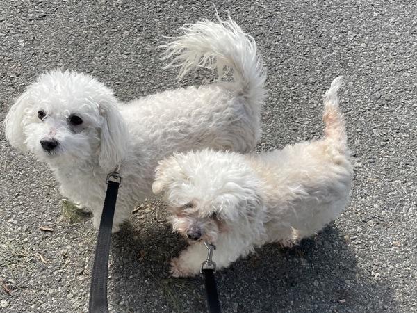 Sunshine, Adoptable, Senior Female Bichon Frise.