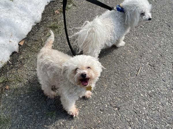 Enlarge Sunshine, a Adoptable Bichon Frise in Oakland, NJ image 2/5