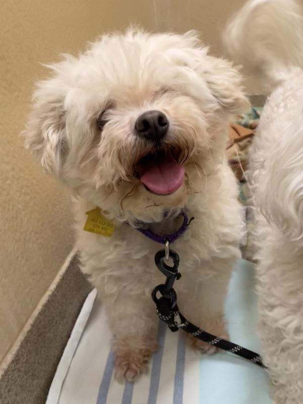 Enlarge Sunshine, a Adoptable Bichon Frise in Oakland, NJ image 3/5