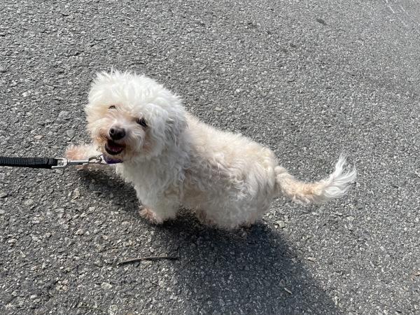 Enlarge Sunshine, a Adoptable Bichon Frise in Oakland, NJ image 4/5