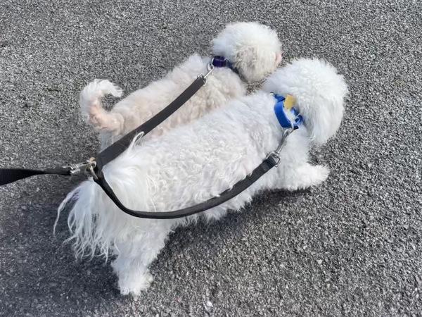 Enlarge Sunshine, a Adoptable Bichon Frise in Oakland, NJ image 5/5