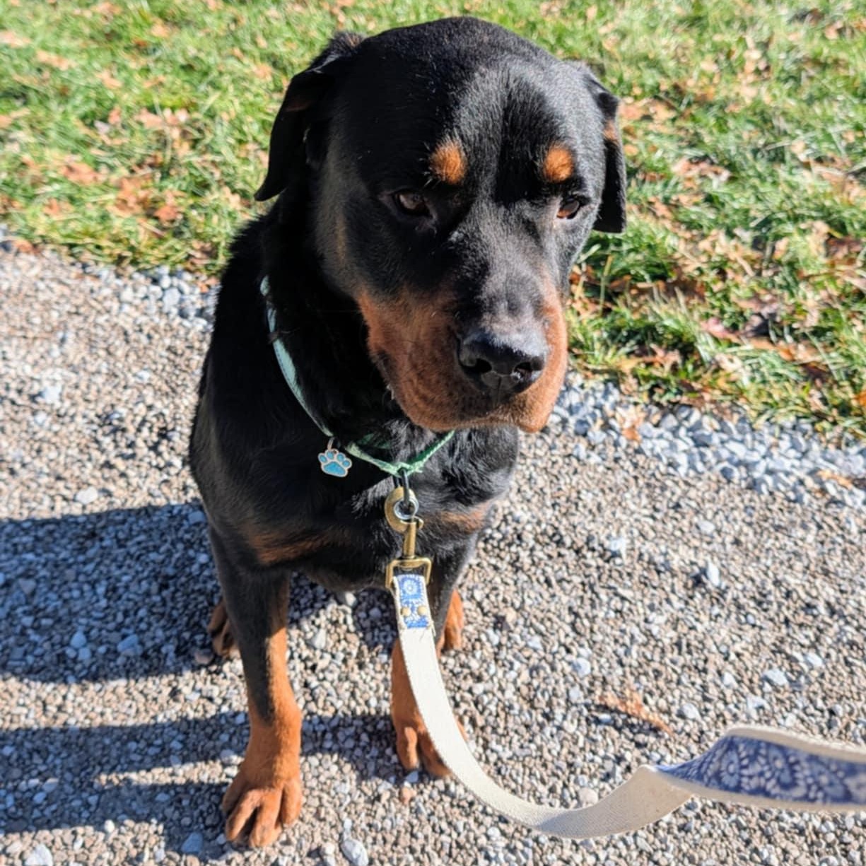 Enlarge Jaba, a ADOPTABLE mixed breed in Grafton, OH image 3/5