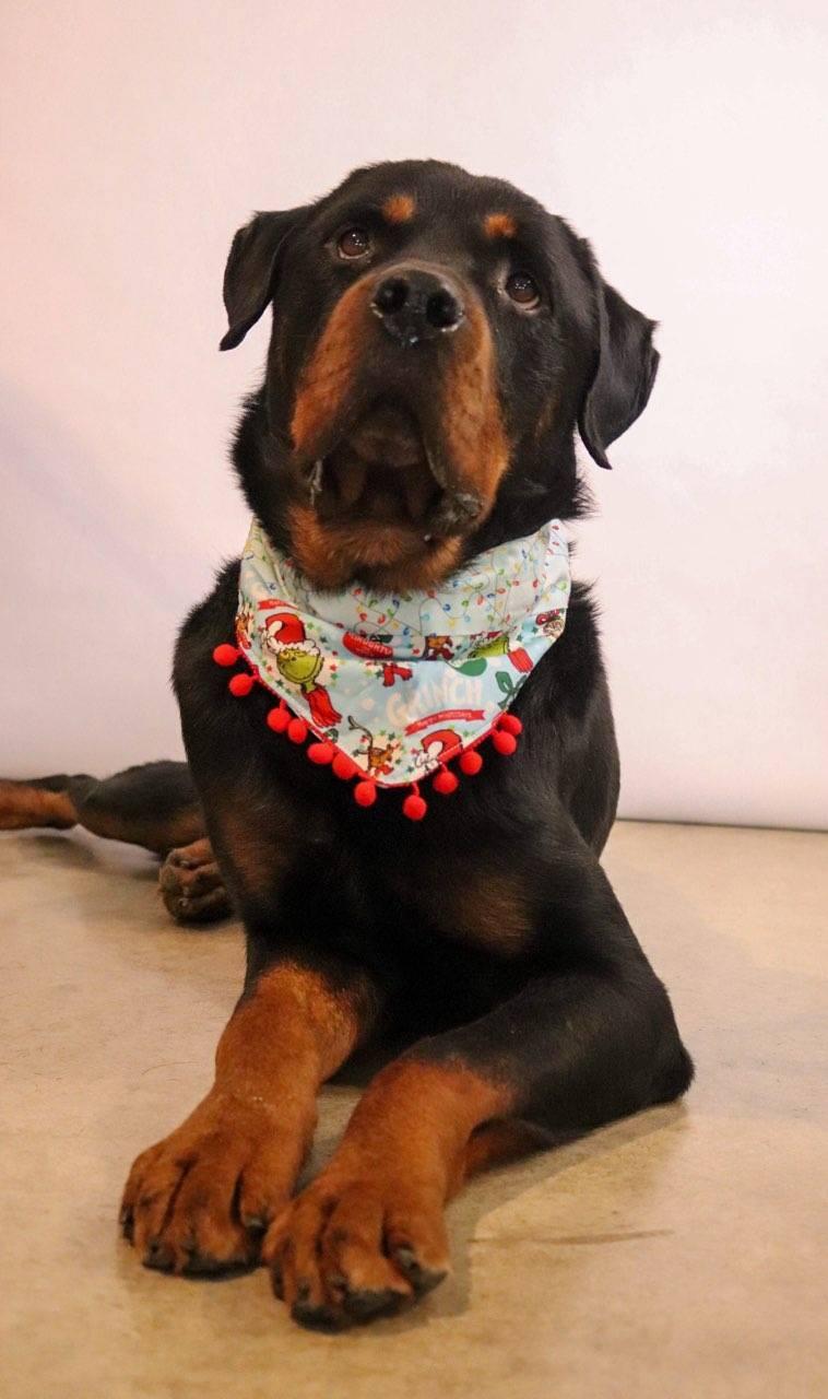 Enlarge Jaba, a ADOPTABLE mixed breed in Grafton, OH image 5/5