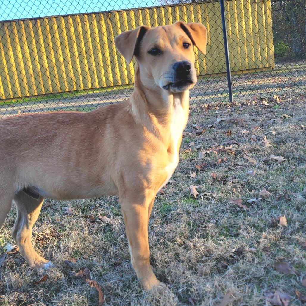 TipToe, Adoptable, Young Male Cattle Dog.