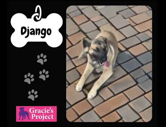 Django, Adult Male Belgian Shepherd / Malinois