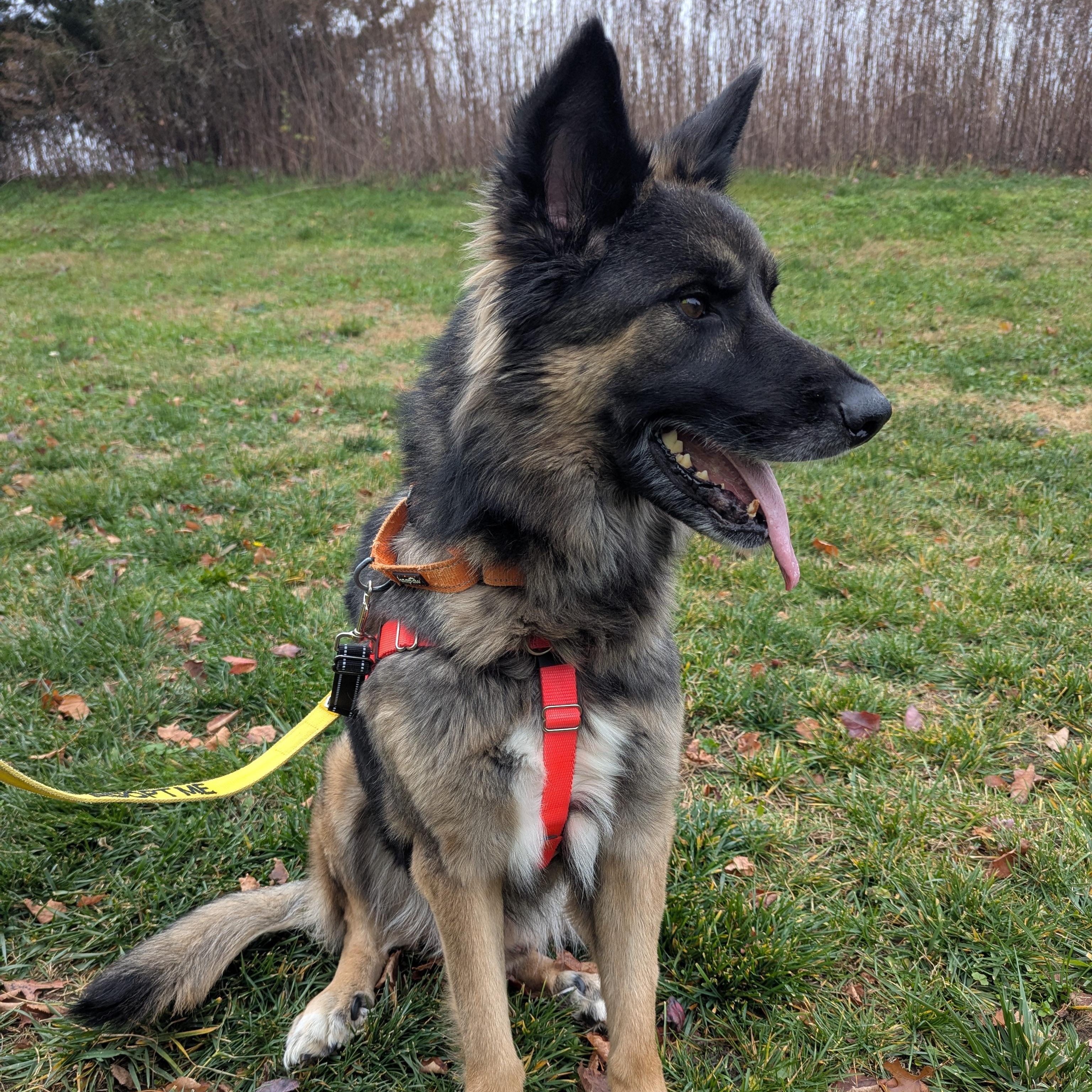 Tahoe, a Adoptable German Shepherd Dog in Stratford, CT image 2/4