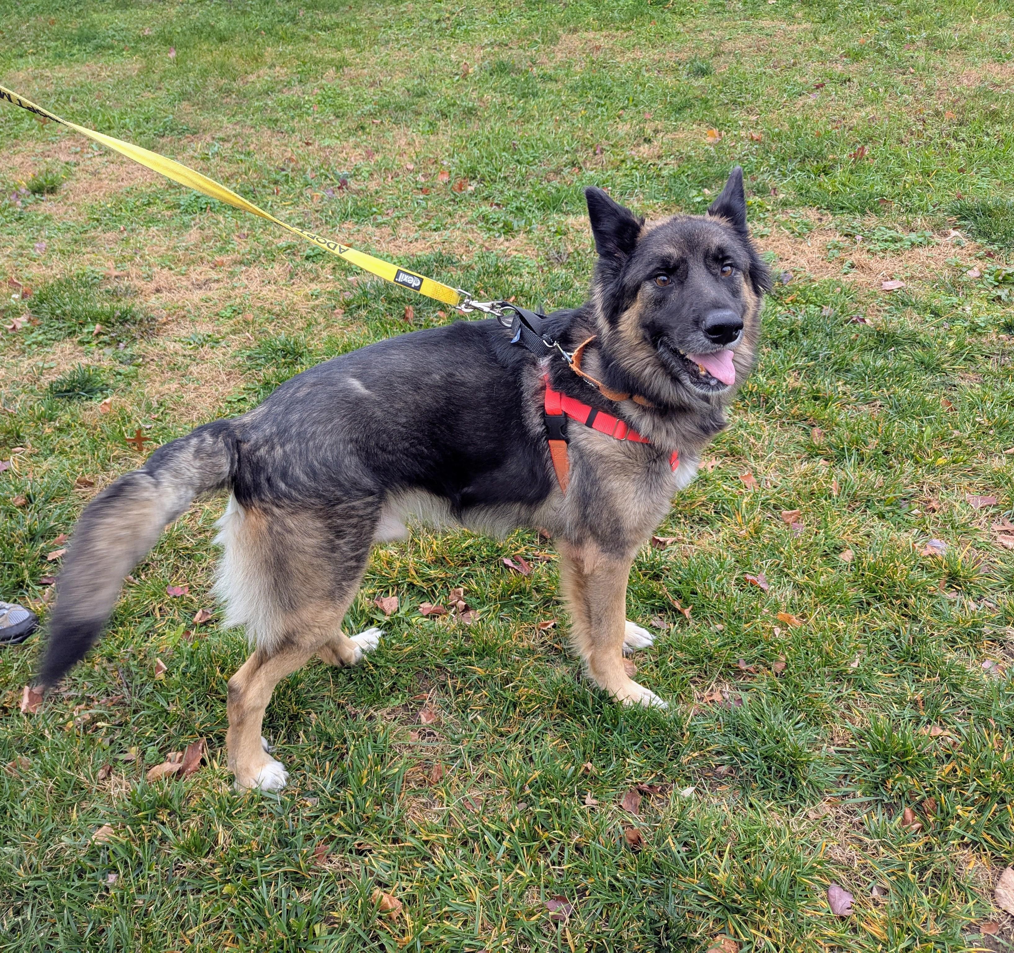 Tahoe, a Adoptable German Shepherd Dog in Stratford, CT image 1/4