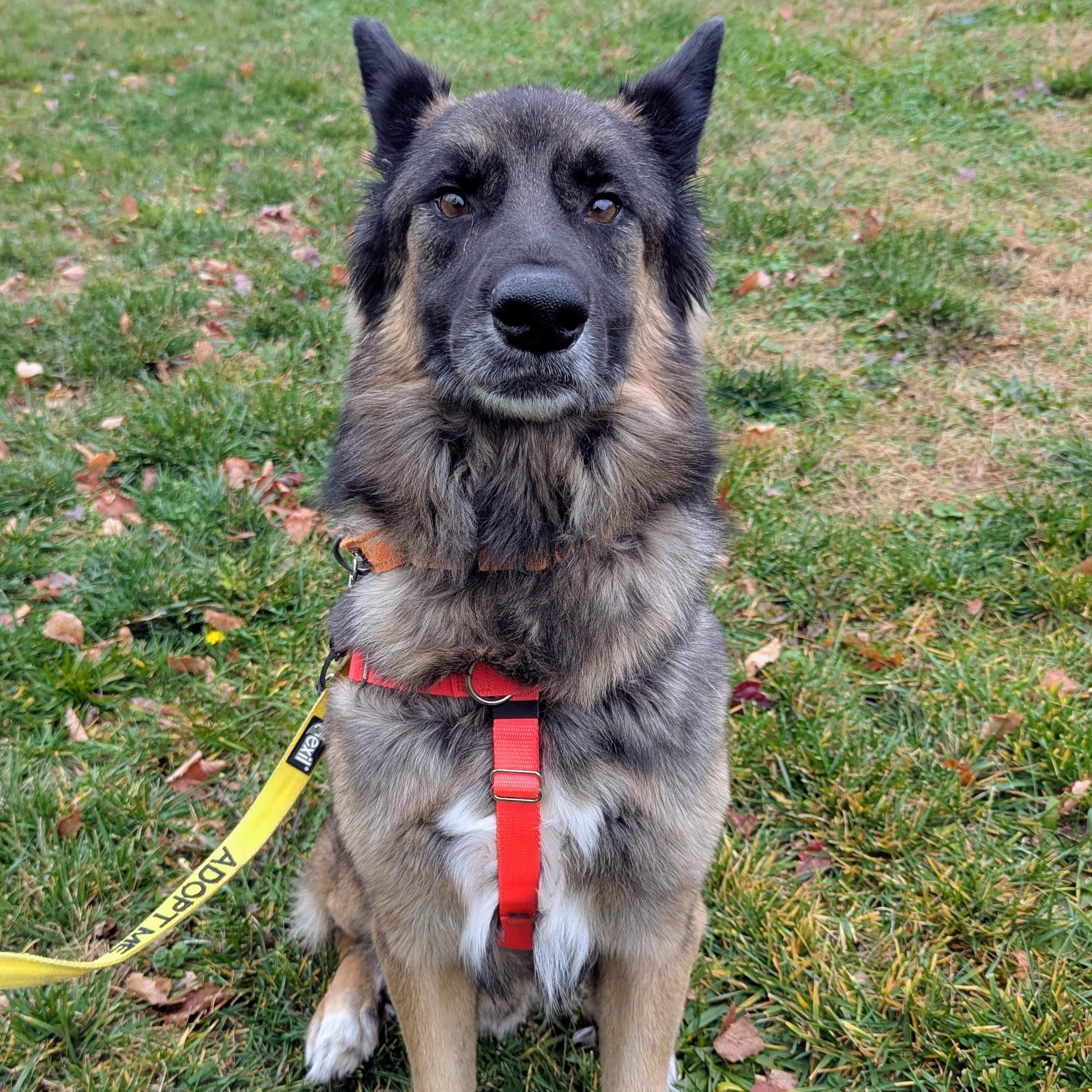 Tahoe, a Adoptable German Shepherd Dog in Stratford, CT image 3/4