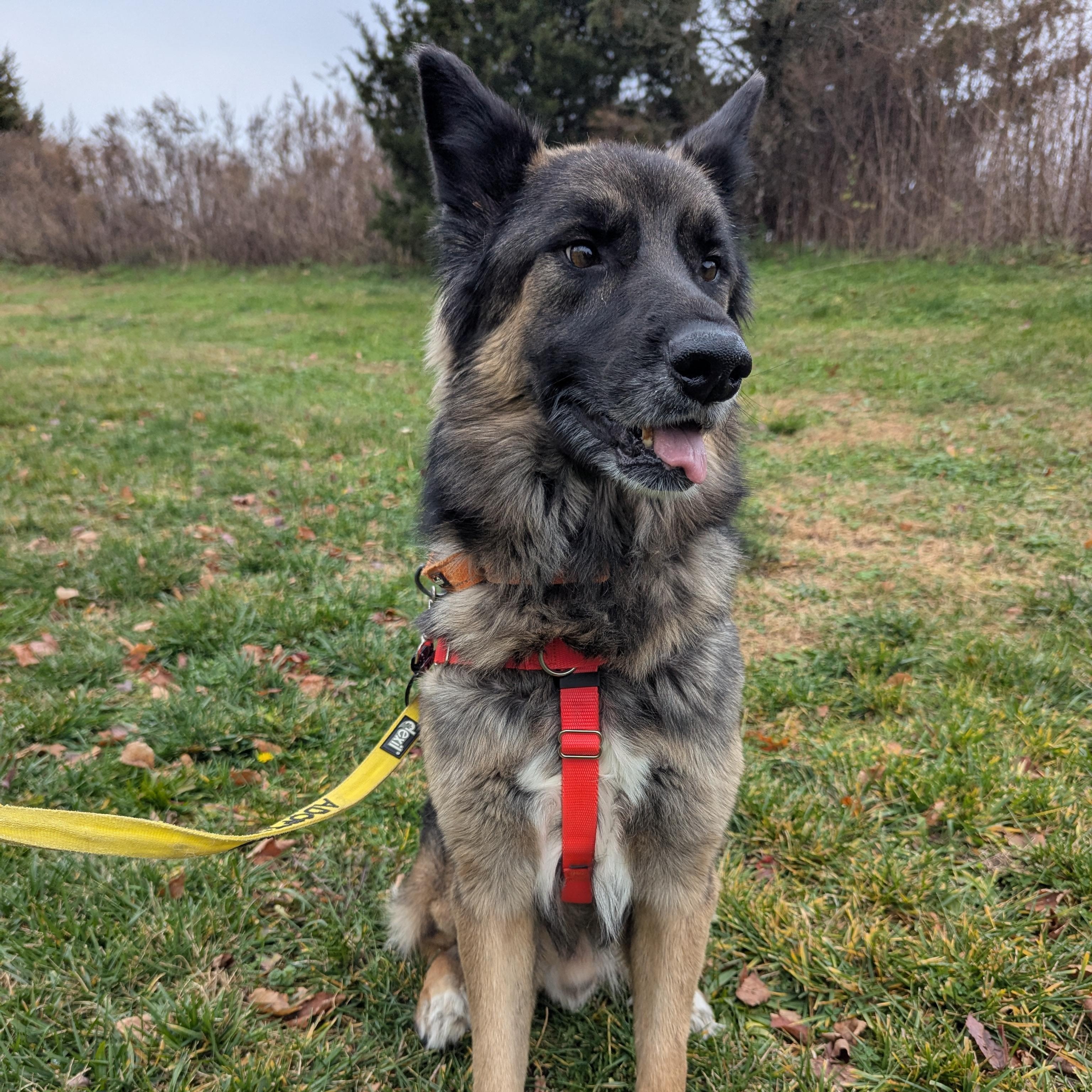 Tahoe, a Adoptable German Shepherd Dog in Stratford, CT image 4/4