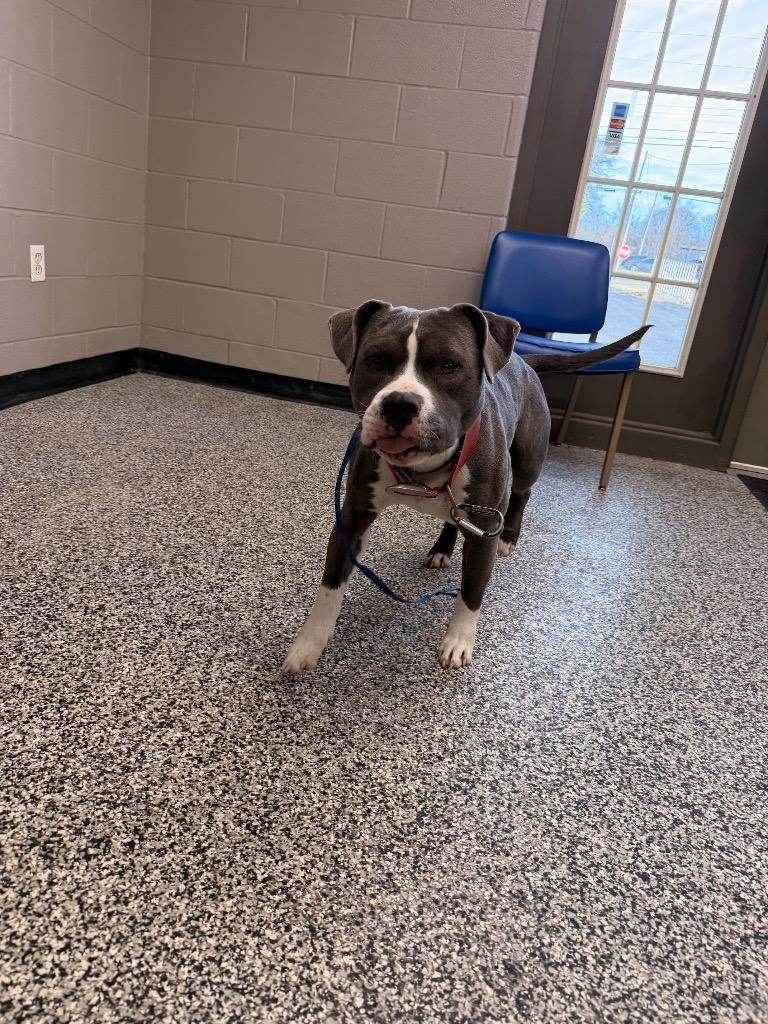 Luca, a Adoptable Pit Bull Terrier in Hopkinsville, KY image 1/6