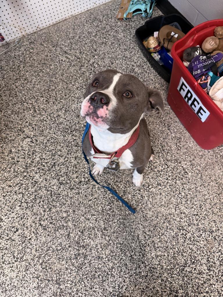 Luca, a Adoptable Pit Bull Terrier in Hopkinsville, KY image 2/6