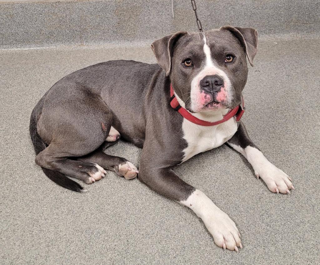 Luca, Adoptable, Adult Male Pit Bull Terrier.