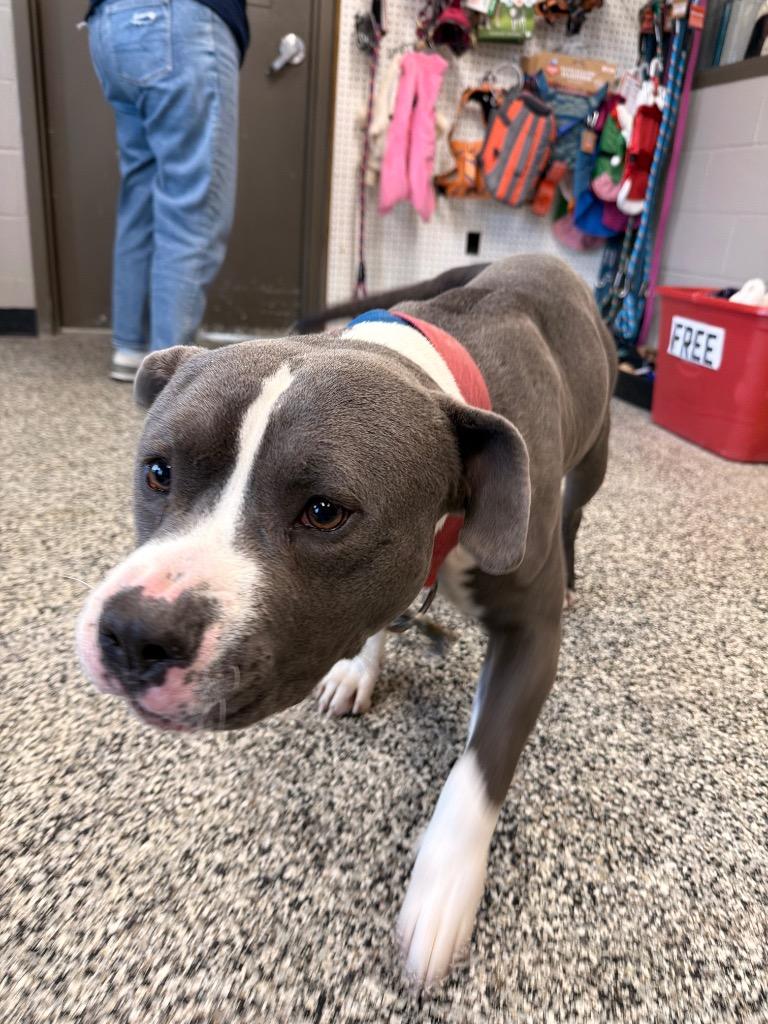 Luca, a Adoptable Pit Bull Terrier in Hopkinsville, KY image 4/6