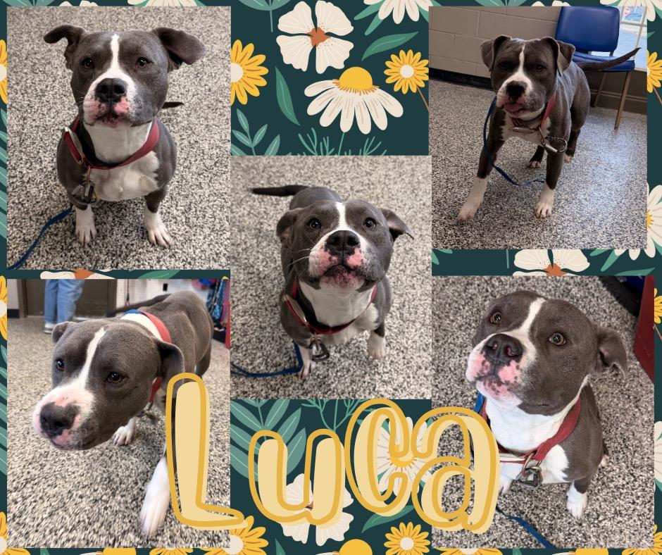 Luca, a Adoptable Pit Bull Terrier in Hopkinsville, KY image 5/6