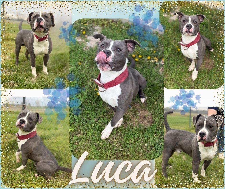 Enlarge Luca, a Adoptable Pit Bull Terrier in Hopkinsville, KY image 2/2