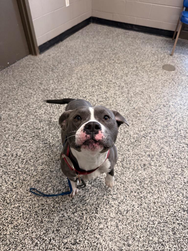 Luca, a Adoptable Pit Bull Terrier in Hopkinsville, KY image 6/6