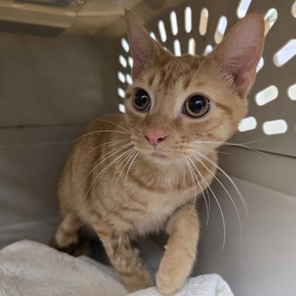 Cheeseball, Adopted, Young Male Domestic Short Hair.