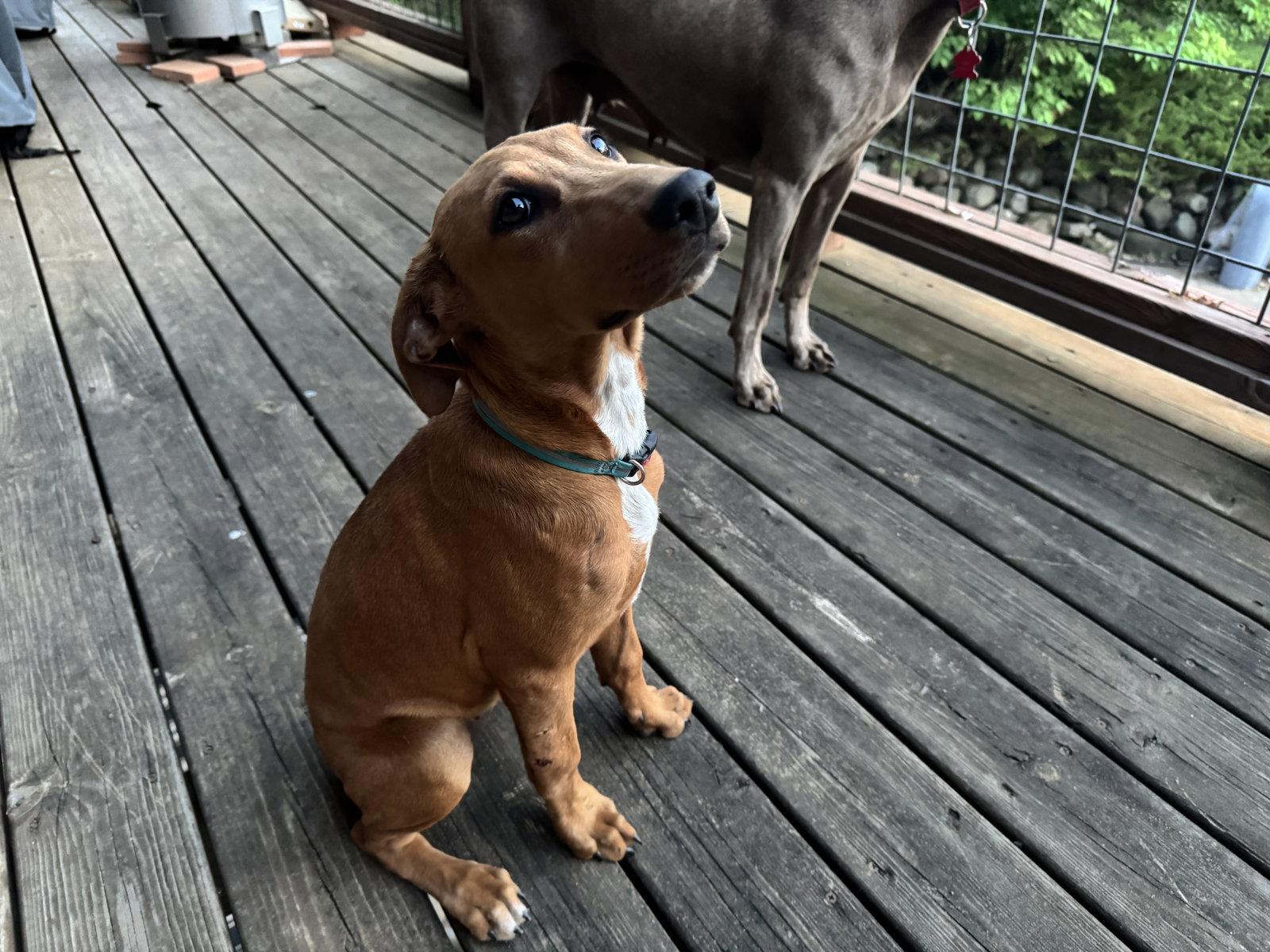 Emmy, Adoptable, Puppy Female Doberman Pinscher.