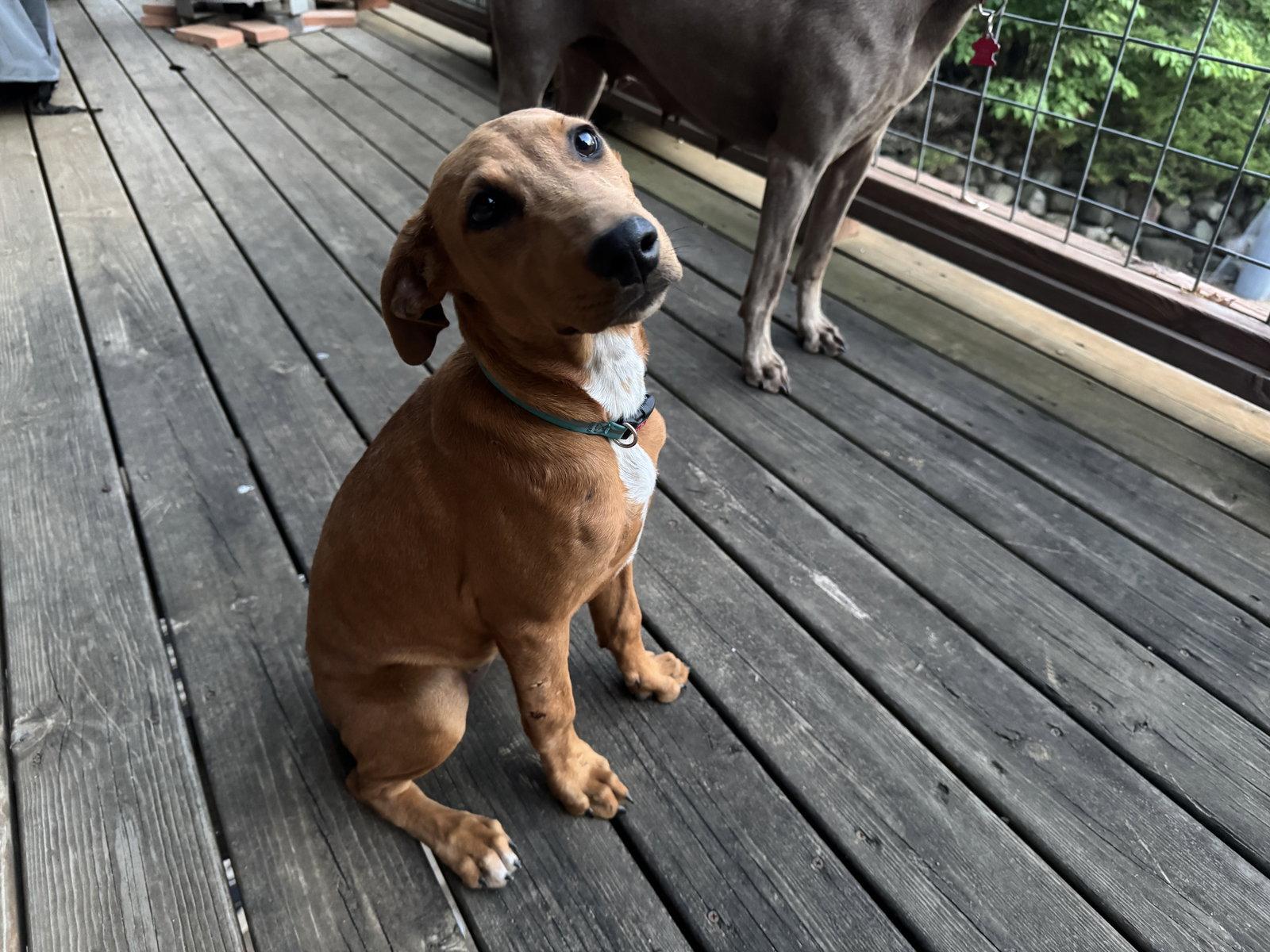 Emmy, a Adoptable Doberman Pinscher in Minneapolis, MN image 2/3
