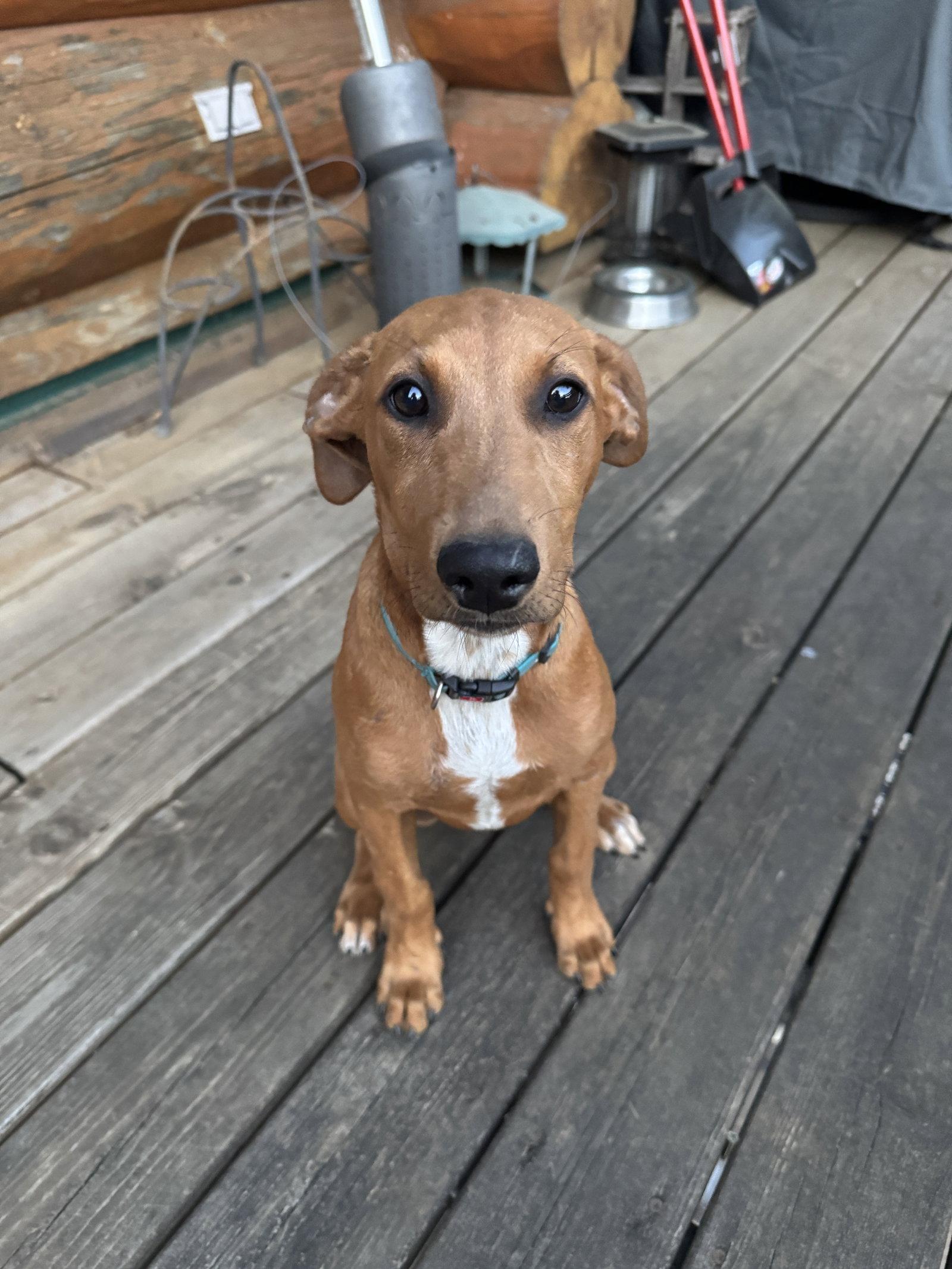 Emmy, a Adoptable Doberman Pinscher in Minneapolis, MN image 3/3